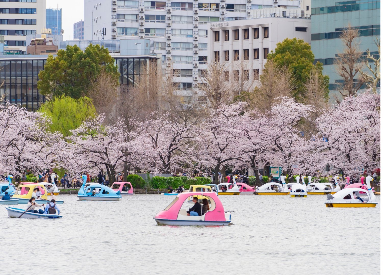 Tokyo + Mt Fuji + Yokohama, Japan