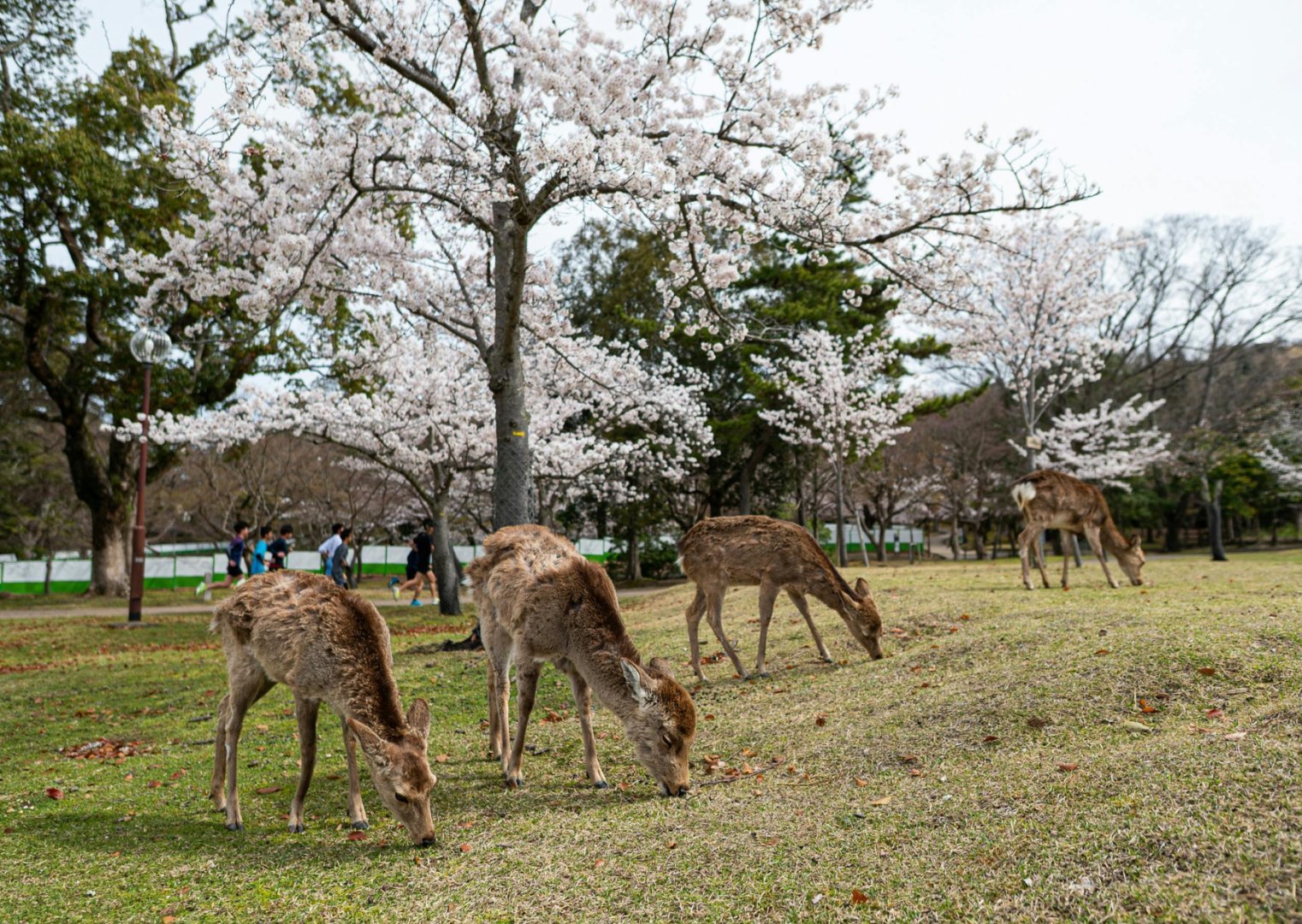 Tokyo + Mt.Fuji + Osaka, Japan